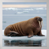 Arctic Walrus Poster (Voorkant)