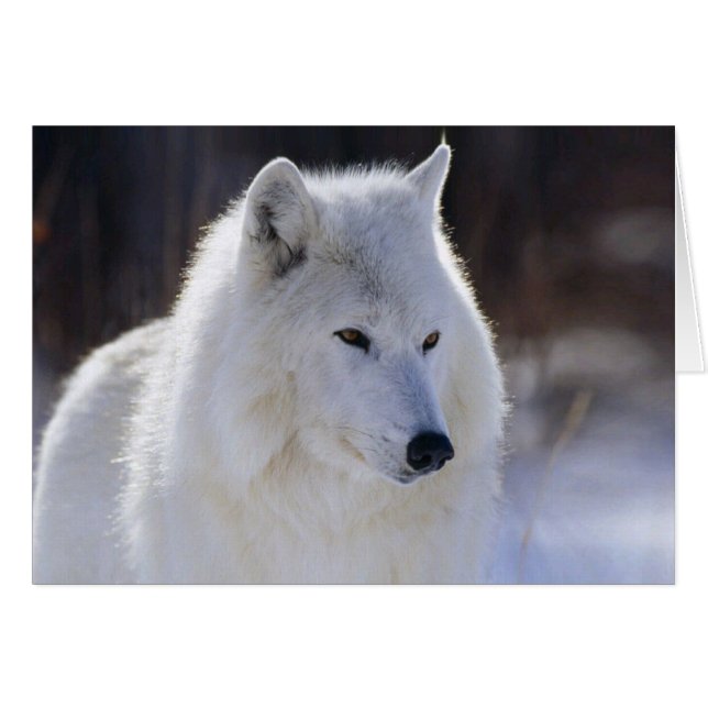 Arctic White Wolf Blank Card (Voorkant Horizontaal)