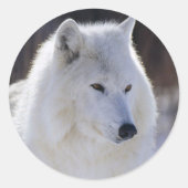 Arctic White Wolf Stickers (Voorkant)