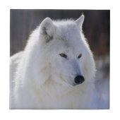 Arctic White Wolf Tile Tegeltje (Voorkant)