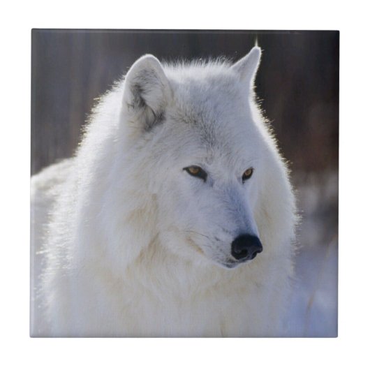 Arctic White Wolf Tile Tegeltje (Voorkant)