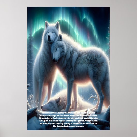 Arctic White Wolves Guardians Poster (Voorkant)