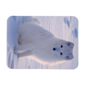 Arctic Winter Fox Foto ontworpen Magneet (Horizontaal)