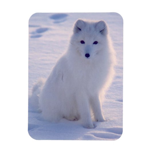 Arctic Winter Fox Foto ontworpen Magneet (Verticaal)