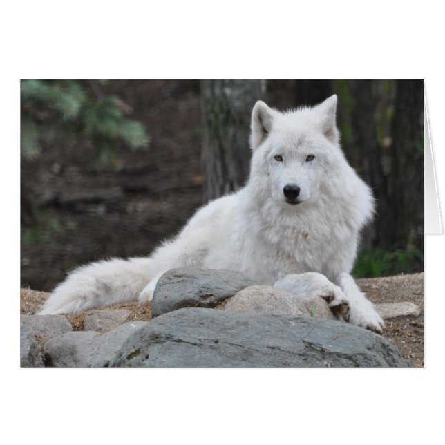 Arctic Wolf (Voorkant Horizontaal)