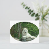 Arctic Wolf Briefkaart (Staand voorkant)