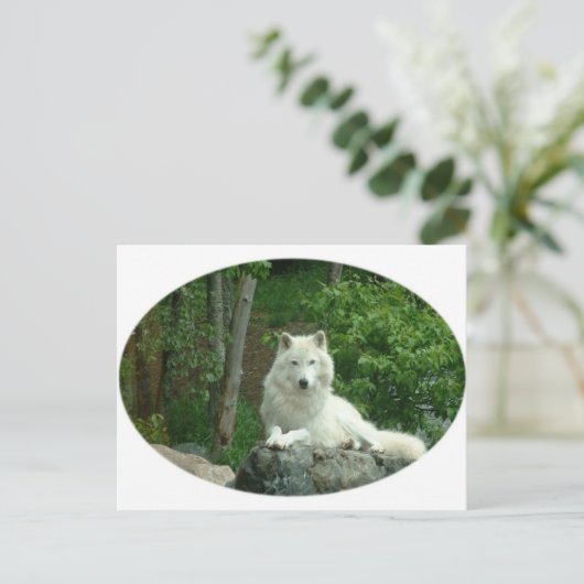 Arctic Wolf Briefkaart (Staand voorkant)