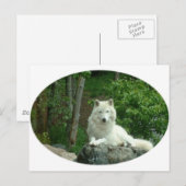 Arctic Wolf Briefkaart (Voorkant / Achterkant)