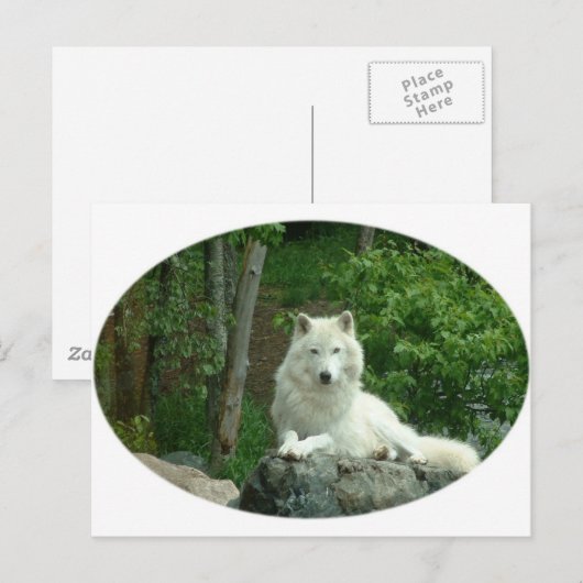 Arctic Wolf Briefkaart (Voorkant / Achterkant)