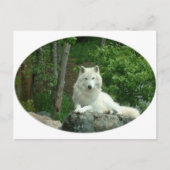 Arctic Wolf Briefkaart (Voorkant)