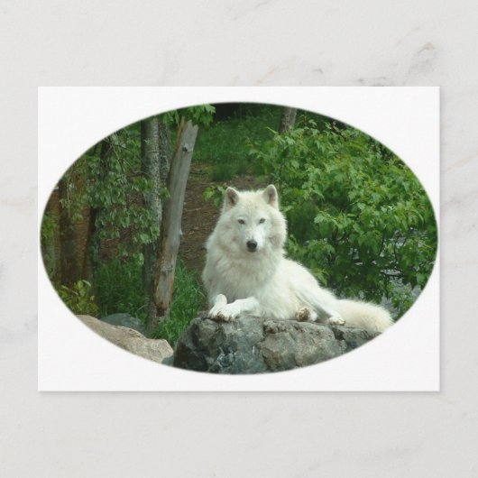 Arctic Wolf Briefkaart (Voorkant)