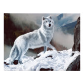 Arctic Wolf Foto Afdruk (Voorkant)