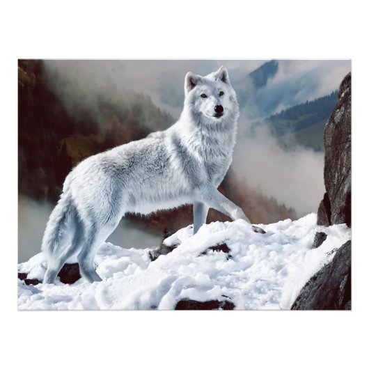 Arctic Wolf Foto Afdruk (Voorkant)