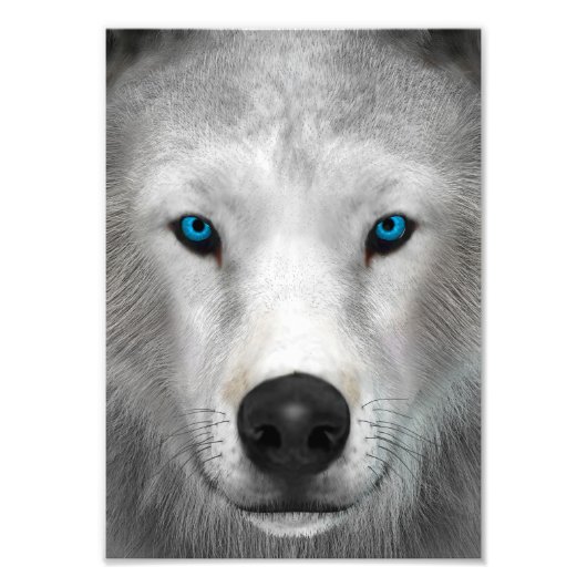 Arctic Wolf Foto Afdruk (Voorkant)