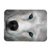 Arctic Wolf Magneet (Horizontaal)