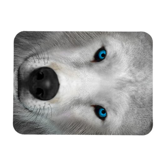 Arctic Wolf Magneet (Horizontaal)