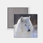 Arctic Wolf Magnet (Voorkant / Achterkant)