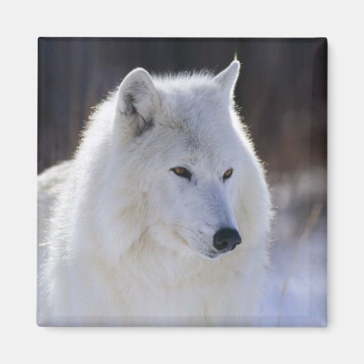 Arctic Wolf Magnet (Voorkant)