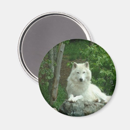 Arctic Wolf Magnet (Voorkant / Achterkant)