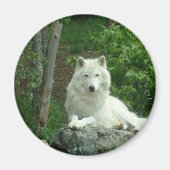 Arctic Wolf Magnet (Voorkant)