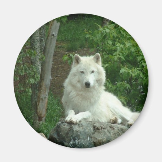 Arctic Wolf Magnet (Voorkant)