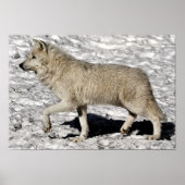 Arctic Wolf Portrait Poster Print (Voorkant)
