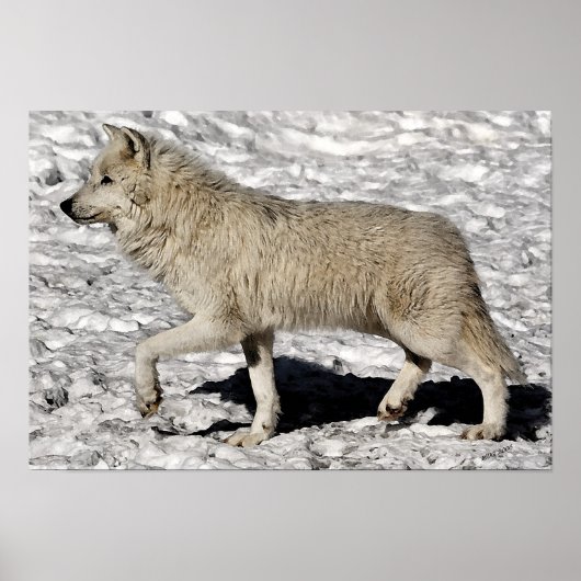 Arctic Wolf Portrait Poster Print (Voorkant)