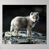Arctic Wolf Portrait Poster Print (Voorkant)