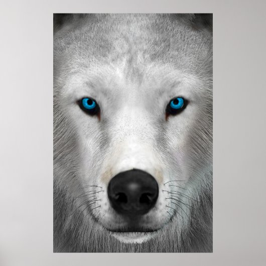 Arctic Wolf Poster (Voorkant)