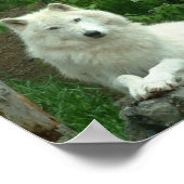 Arctic Wolf Print (Hoek)