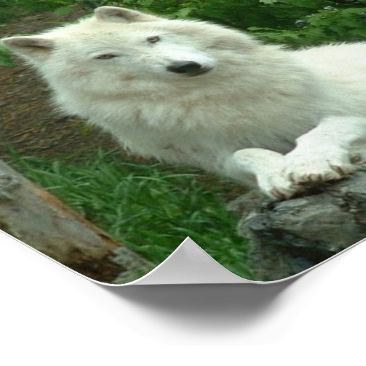 Arctic Wolf Print (Hoek)