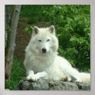 Arctic Wolf Print