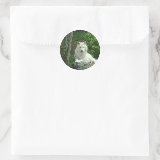 Arctic Wolf Sticker (Tas)