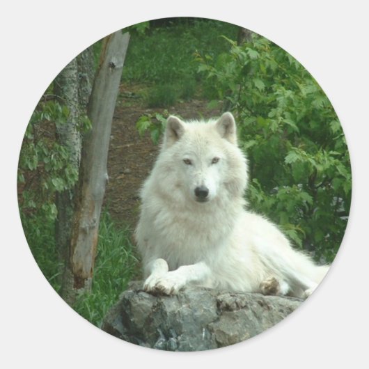 Arctic Wolf Sticker (Voorkant)