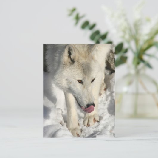 Arctic Wolf uit de avondmakertijd Briefkaart (Staand voorkant)