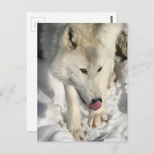 Arctic Wolf uit de avondmakertijd Briefkaart (Voorkant / Achterkant)