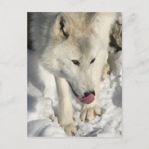 Arctic Wolf uit de avondmakertijd Briefkaart