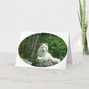 Arctic Wolf Wenskaart Kaart