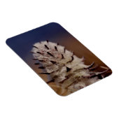 Arctic Wooly Lousewart Wildflower koelkast Magneet (Rechterzijde)