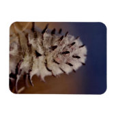 Arctic Wooly Lousewart Wildflower koelkast Magneet (Horizontaal)