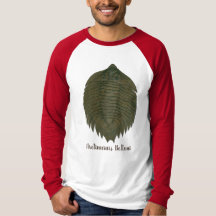 Arctinrus Boltoni Fossil Trilobite