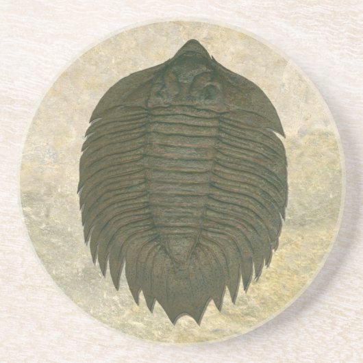 Arctinrus Boltoni Fossil Trilobite Zandsteen Onderzetter (Voorkant)
