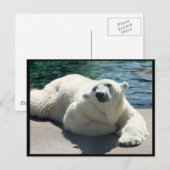 Arctisch Beer Briefkaart (Voorkant / Achterkant)