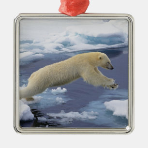Arctisch gebied, Svalbard, Ijsbeer die zich uitstr Metalen Ornament