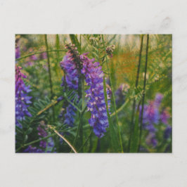 Arctisch lupine Impressionisme Briefkaart