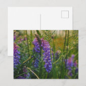 Arctisch lupine Impressionisme Briefkaart (Voorkant / Achterkant)