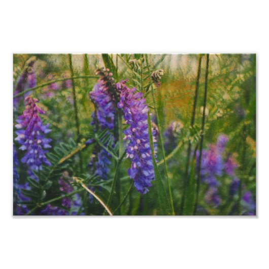 Arctisch lupine Impressionisme Foto Afdruk (Voorkant)