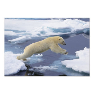 Arctisch, Svalbard, Ijsbeer strekt uit Foto Afdruk