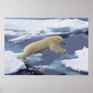 Arctisch, Svalbard, Ijsbeer strekt uit Poster