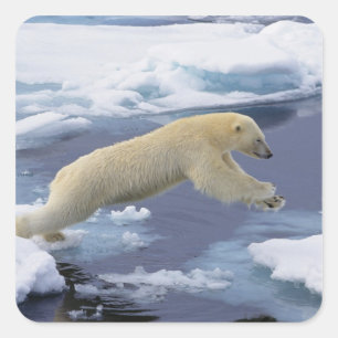 Arctisch, Svalbard, Ijsbeer strekt uit Vierkante Sticker
